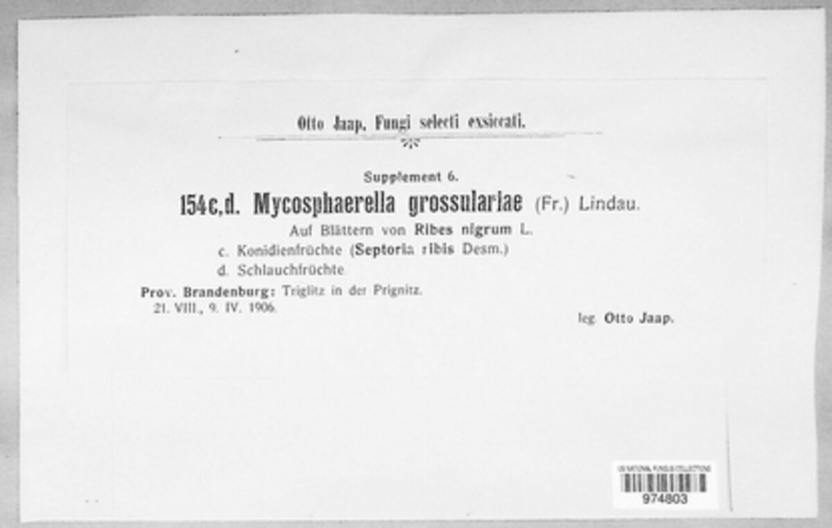 Mycosphaerella grossulariae image